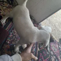 سگ پیتبول واگذاری|سگ|دزفول, |دیوار