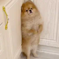 پامرانین خرسی ، مولد خاص