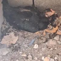 مرغ‌‌‌‌‌‌ ‌لاری