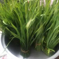 اردک اسراییلی وبرگ سیر در پیربازار|حیوانات مزرعه|پیربازار, |دیوار