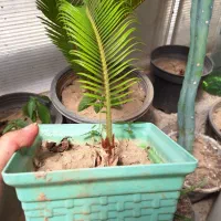 گل سیکاس|گل و گیاه طبیعی|فرح آباد, |دیوار