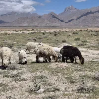 میش و بره و بز