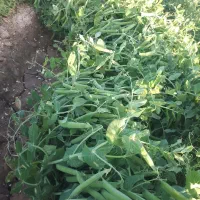 بذر نخود فرنگی|خدمات باغبانی و درختکاری|تنکمان, |دیوار