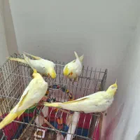 ۴ عدد عروس هلندی دستی|پرنده|رشت, نظری|دیوار