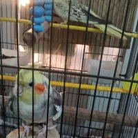 عروس هلندی مولد