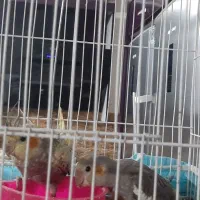 عروس هلندی مولد|پرنده|چناران, |دیوار