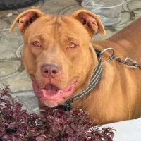 سگ پیتبول نر نه ماهه