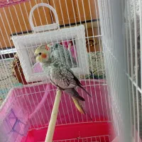 طوطی عروس نر