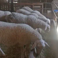 بره نر و ماده لاروف(لاکن 50 درصد )گوسفند خارجی|حیوانات مزرعه|تهران, بلوار کشاورز|دیوار