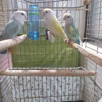طوطی برزیلی