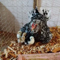 مرغ گلین|حیوانات مزرعه|خان ببین, |دیوار