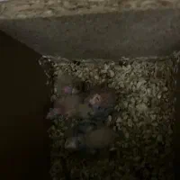 پرنده|پرنده|ایرانشهر, |دیوار