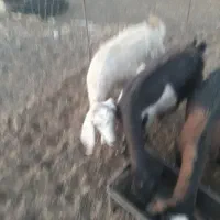 حراج|حراج|نهاوند, |دیوار