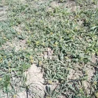 کاه سااماان