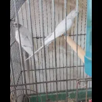 عروس هلندی امرلیددوکت کرم فیس ودوکت البینو ولوتینو