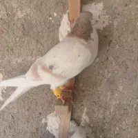 ساده هفت رنگ|پرنده|نیشابور, شهید بهشتی|دیوار