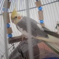 عروس هلندی نر