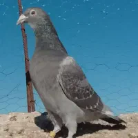 ماده 540 نشسته