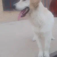 گلدن اصل ماده