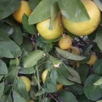 لیمو شیرین ولیمو سنگی خریدارم