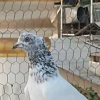 کفتر آس|پرنده|کرج, فاز ۲ مهرشهر|دیوار