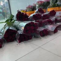 پخش عمده رز هلندی|گل و گیاه طبیعی|شیراز, باغ تخت|دیوار