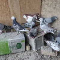 کبوتر|پرنده|شیراز, محمودآباد|دیوار