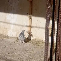 فروش هفت رنگ دم سفید نر پریده|پرنده|رفسنجان, |دیوار