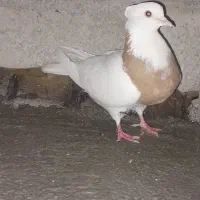 کبوترتک پر