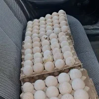 تخم نطفه دار بوقلمون