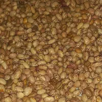 لوبیا چیتی بوجاری شده