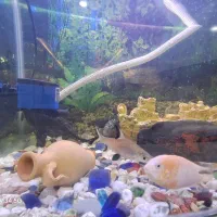 اکواریوم ماهی باماهی های متنوع اماده جفت گیری