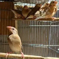 جوجه فنچ نرگسی شکلاتی|پرنده|اهواز, معین زاده|دیوار