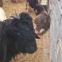 بره نر گوه تخمی