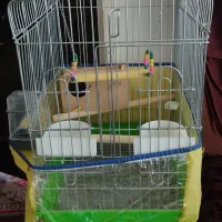 قفس
