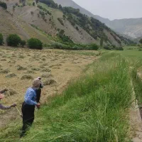 علوفه ی سبز