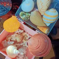 صدف دکوری و تزئینی