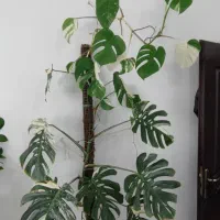 تعدادی گل وگیاه آپارتمانی