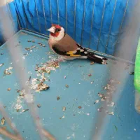 سهره نر بشرط