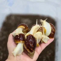 حلزون آچاتینا(آفریقایی) نژاد جید