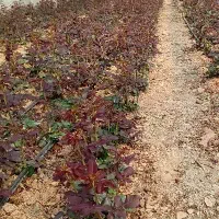 ۱۳ هزار کنده گل رز شاخه بریده  زیر قیمت