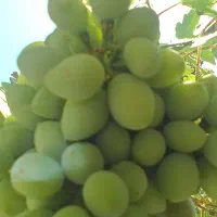 غوره ابدار
