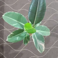 تعدادی گل دیفن باخیا وفیکوس و یشم|گل و گیاه طبیعی|ساوه, |دیوار