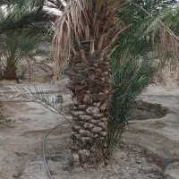 برش نخل و درخت رایگان سراسر استان بوشهر|خدمات باغبانی و درختکاری|اهرم, |دیوار