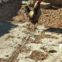 خروس زیبا|حیوانات مزرعه|سنندج, |دیوار