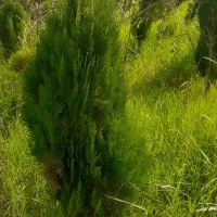 ۴۰۰۰ کاج طبری پنج ساله یکدست دونه ای ۱۲۰ تومن یکجا