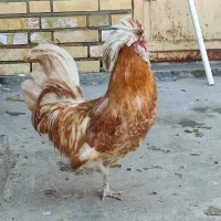 لهستانی|حیوانات مزرعه|امیدیه, |دیوار