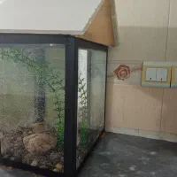 اکواریوم|ماهی|دیواندره, |دیوار