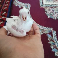 عروس سرلاکی البینو