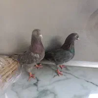 کبوتر اصفهانی